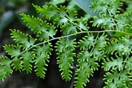 Loại cây “đẻ” ra cát, gom bán là bộn tiền