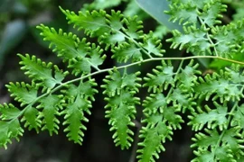 Loại cây “đẻ” ra cát, gom bán là bộn tiền