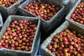 Trữ được 30 tấn quả mận hậu nhờ cách bảo quản đặc biệt