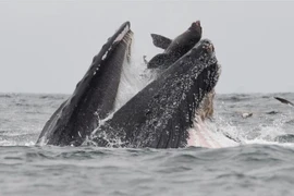 Sư tử biển thoát chết thần kỳ trong miệng con cá voi