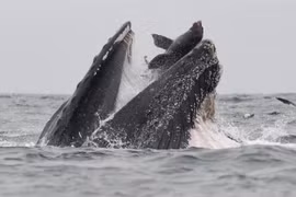 Sư tử biển thoát chết thần kỳ trong miệng con cá voi