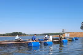 Quảng Trị: Bán 85.000 đồng/kg hút hàng từ việc nuôi cá leo