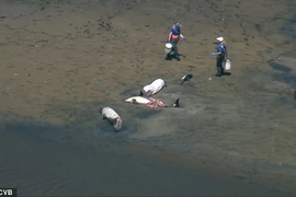 Bí ẩn hàng trăm chú cá heo chết trên bờ biển 