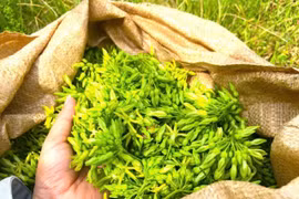 Mỗi ngày thu tiền triệu từ loại cây ra hoa phủ kín giàn