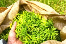 Mỗi ngày thu tiền triệu từ loại cây ra hoa phủ kín giàn