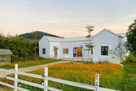 Thuê mảnh đất Mộc Châu 800m2 làm nhà vườn châu Âu vạn người mê