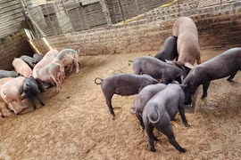 Lợn nuôi “không giống ai”, bán giá cao gấp 2-3 lần thị trường