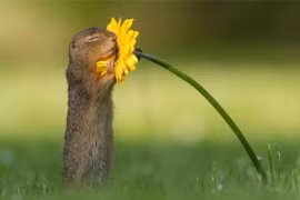 Khoảnh khắc chú sóc con đang tận hưởng hương vị của cuộc sống