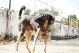 Ghi nhận trường hợp thứ 4 tử vong do bệnh dại ở Đắk Lắk