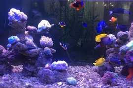 Khám phá bể cá cảnh biển tiền tỷ của chàng kỹ sư Quảng Ngãi