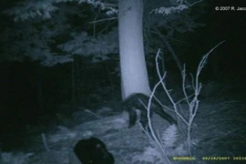 Bí ẩn những "quái vật" bí hiểm nhất hành tinh