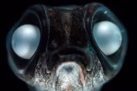 Bất ngờ chiêu thích nghi "dị" của động vật ở Nam Cực