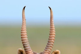 Loài linh dương từ kỷ băng hà "tái xuất" khoa học sững sờ