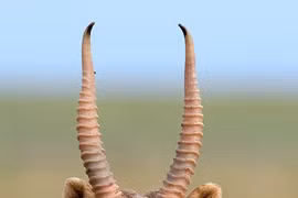 Loài linh dương từ kỷ băng hà "tái xuất" khoa học sững sờ