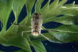 Sự thật "choáng" về những kỷ lục gia thế giới côn trùng