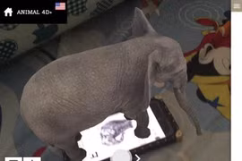 Tiết lộ 'sốc' công nghệ khiến Animal 4D+ và top ứng dụng 'dậy sóng'