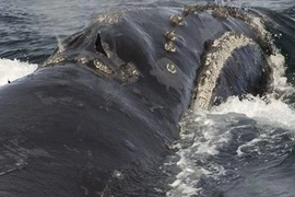 Cá voi đầu bò cất tiếng hát, giới khoa học sửng sốt