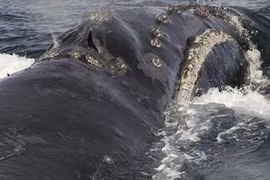 Cá voi đầu bò cất tiếng hát, giới khoa học sửng sốt
