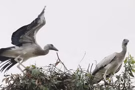 Tận mắt cò nhạn quý hiếm "đậu bến" Vườn chim Bạc Liêu