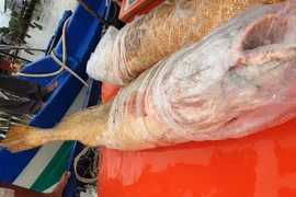 Cá sủ vàng "khủng" ở Cà Mau: Sự thật bất ngờ...