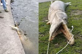 Bắt được "thủy quái" mõm dài bốc mùi hôi thối