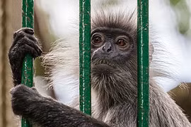 Khám phá "sốc" voọc bạc Đông Dương “cực nguy cấp” trong Sách đỏ Việt Nam