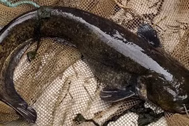 Cá trê khổng lồ ăn sống vịt gây hoang mang