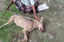 Dân đập chết sói hoang săn gia súc, ngờ đâu sự thật tiếc nuối...