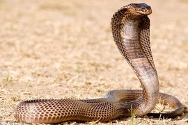 Chuyện nổi tiếng "dựng tóc gáy" về rắn hổ mang Ai Cập