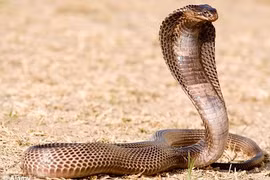 Chuyện nổi tiếng "dựng tóc gáy" về rắn hổ mang Ai Cập