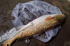 Bắt được cá nghi cá sủ vàng quý hiếm ở Khánh Hòa