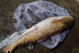 Bắt được cá nghi cá sủ vàng quý hiếm ở Khánh Hòa