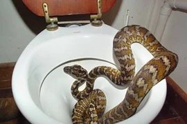 Hết hồn loạt "quái thú" kỳ dị án ngữ trong nhà vệ sinh