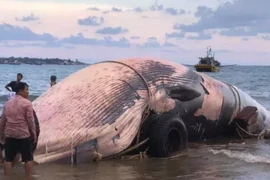 “Cá Ông” khổng lồ lụy bờ ở Bình Thuận