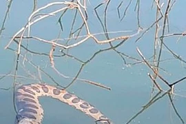 Xơi tái chuột lang khổng lồ, trăn Nam Mỹ chịu cay đắng "nổi lềnh phềnh"...