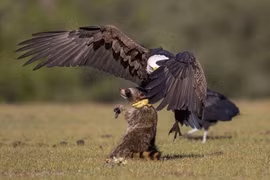 Ảnh cực chất “chúa tể bầu trời” săn mồi ngoạn mục