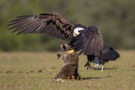 Ảnh cực chất “chúa tể bầu trời” săn mồi ngoạn mục