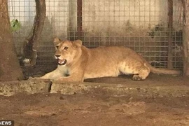 Choáng váng nuôi sư tử làm... chó giữ nhà