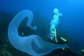 Kịch tính khoảnh khắc đối mặt với "quái vật biển" to lớn