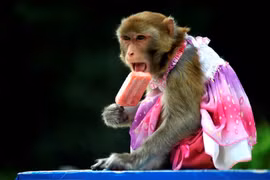 Nóng 40 độ C, động vật giải nhiệt theo cách không ngờ