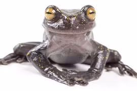 Loài ếch "phi thường" có móng vuốt kỳ lạ