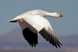 Động vật cực yêu là "cú sốc, thảm họa" với môi trường