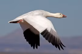 Động vật cực yêu là "cú sốc, thảm họa" với môi trường