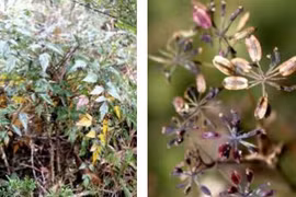 Khám phá loài cây rừng kháng được bốn dòng ung thư ở VN