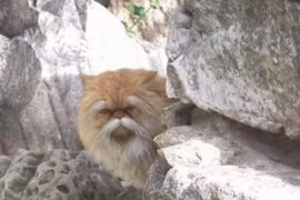 Ảnh về loài mèo khiến bạn không thể không kinh ngạc