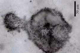 Sửng sốt bí ẩn "lộ" từ hoá thạch vi khuẩn 2,5 tỷ tuổi