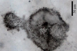 Sửng sốt bí ẩn "lộ" từ hoá thạch vi khuẩn 2,5 tỷ tuổi