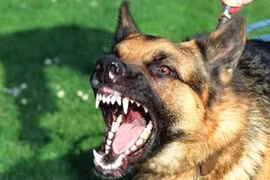 Bị chó cắn, tiêm thuốc phòng dại có hại sức khỏe?