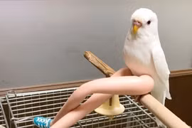 Loạt ảnh độc đáo thách thức... trí tưởng tượng, khiến bạn loạn cào cào