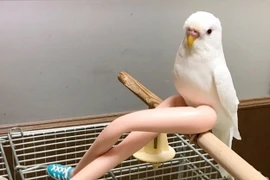 Loạt ảnh độc đáo thách thức... trí tưởng tượng, khiến bạn loạn cào cào